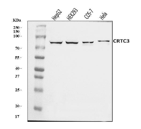  Western blot analysis of CRTC3 using anti-CRTC3 antibody (A04568-2)