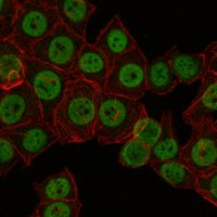 a04568 crtc3 primary antibodies if testing 4