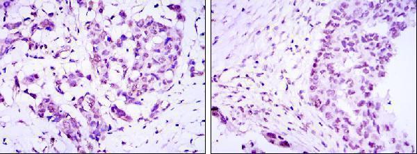 a04568 crtc3 primary antibodies ihc testing 3