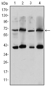 a04568 crtc3 primary antibodies wb testing 2