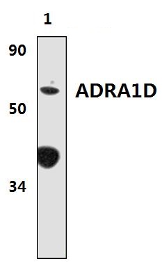 a04571 1 adra1d primary antiboties wb testing 1