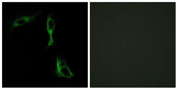 a04571 adra1d primary antibodies if testing 1