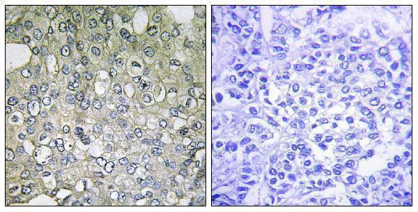 a04571 adra1d primary antibodies ihc testing 2