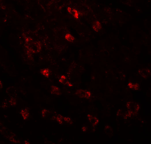 Immunofluorescence of APC6 in human liver tissue with APC6 antibody at 20 μg/mL