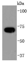 a04573 3 cdc16 primary antiboties wb testing 1