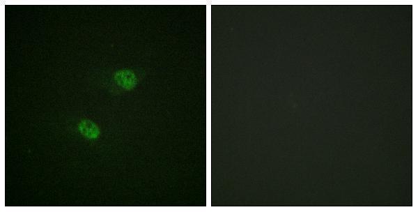 a04573s560 1 cdc16 primary antibodies if testing 5