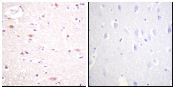 Immunohistochemistry analysis of paraffin-embedded human brain, using CDC16/APC6 (Phospho-Ser560) Antibody