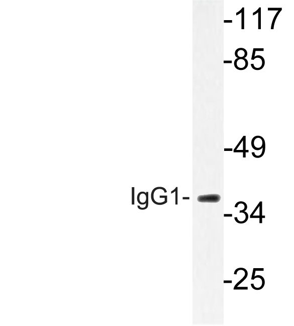 Western blot analysis of lysate from LOVO cells, using IgG1 antibody