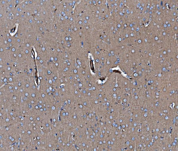 a04576 1 ehd3 primary antibodies ihc testing 11