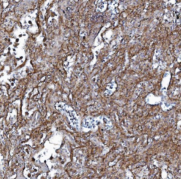 a04576 1 ehd3 primary antibodies ihc testing 7