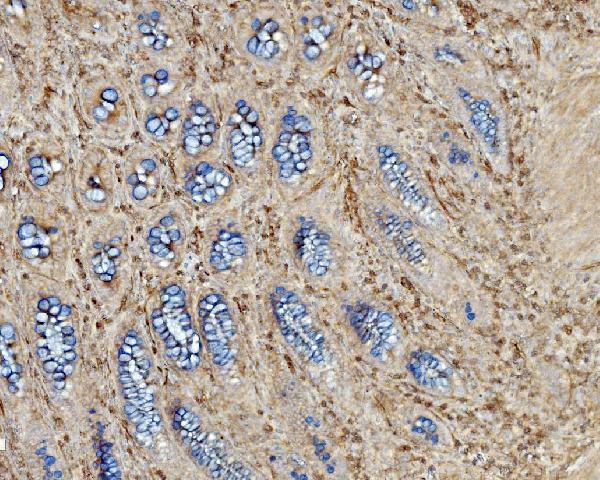 a04576 1 ehd3 primary antibodies ihc testing 8