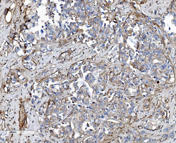 a04576 1 ehd3 primary antibodies ihc testing 9