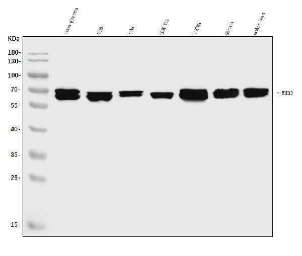 a04576 1 ehd3 primary antibodies wb testing 1