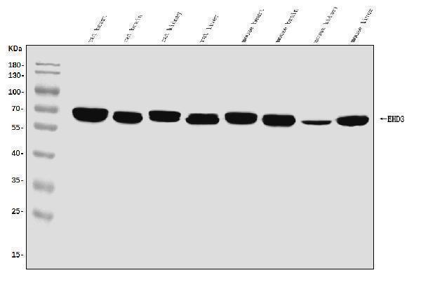 a04576 1 ehd3 primary antibodies wb testing 2