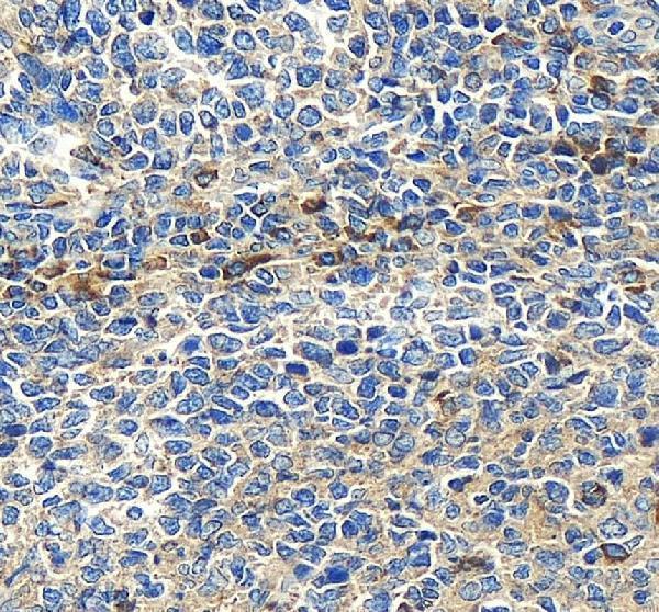 a04577 clec9a primary antibodies ihc testing 1