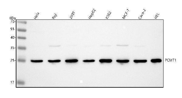  Western blot analysis of PCMT1 using anti-PCMT1 antibody (A04579-2)