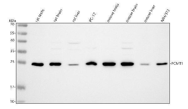  Western blot analysis of PCMT1 using anti-PCMT1 antibody (A04579-2)