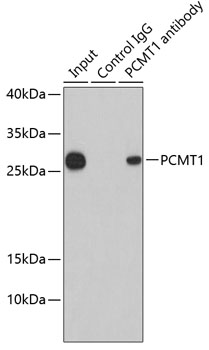 Immunoprecipitation analysis of 200ug extracts of HepG2 cells using 1ug PCMT1 antibody 