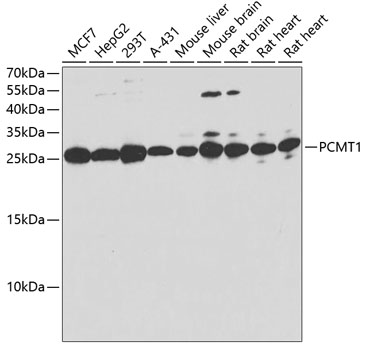 Western blot analysis of extracts of various cell lines, using PCMT1 antibody 