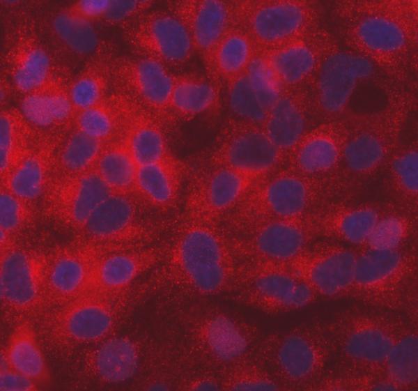 a04582 sec31a primary antibodies if testing 14