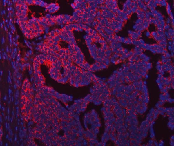 a04582 sec31a primary antibodies if testing 15
