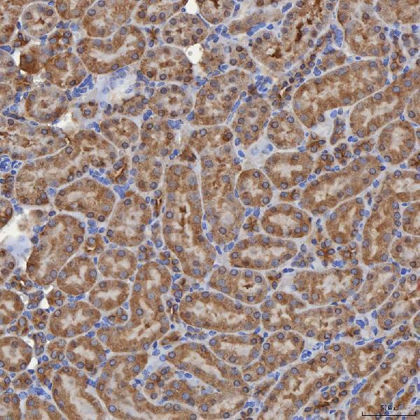 a04582 sec31a primary antibodies ihc testing 10
