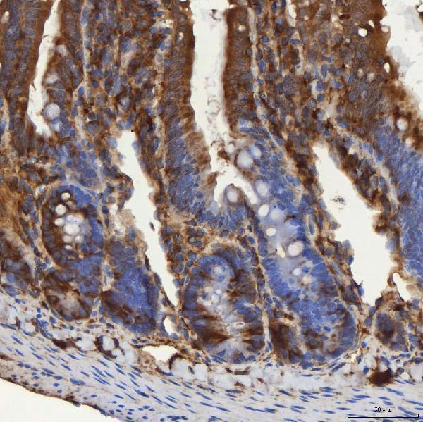 a04582 sec31a primary antibodies ihc testing 12