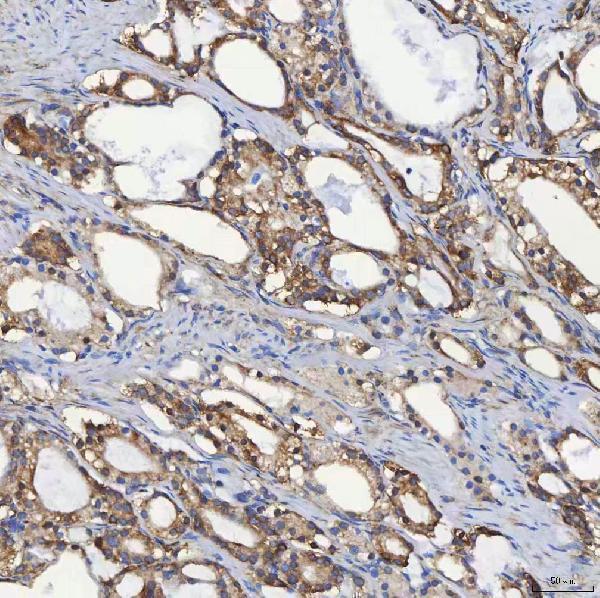 a04582 sec31a primary antibodies ihc testing 4