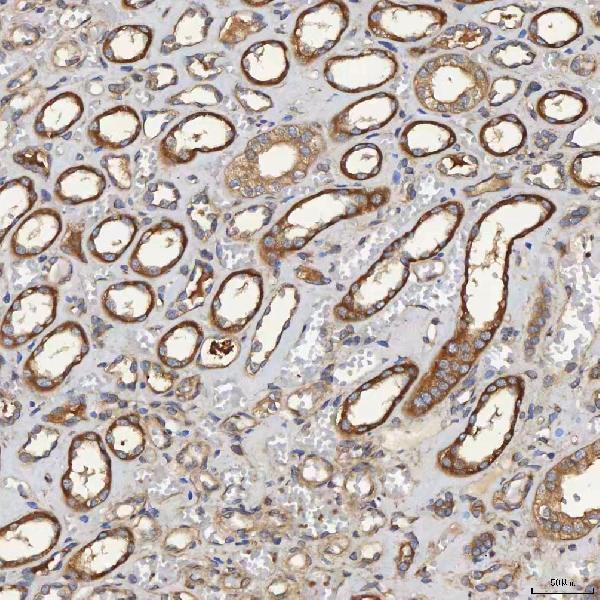 a04582 sec31a primary antibodies ihc testing 5