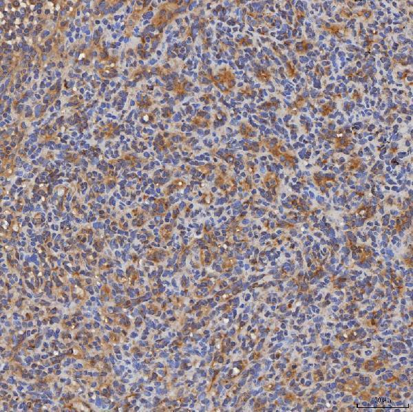 a04582 sec31a primary antibodies ihc testing 6