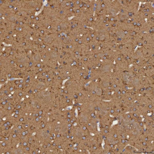 a04582 sec31a primary antibodies ihc testing 9