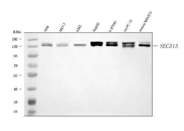 a04582 sec31a primary antibodies wb testing 1