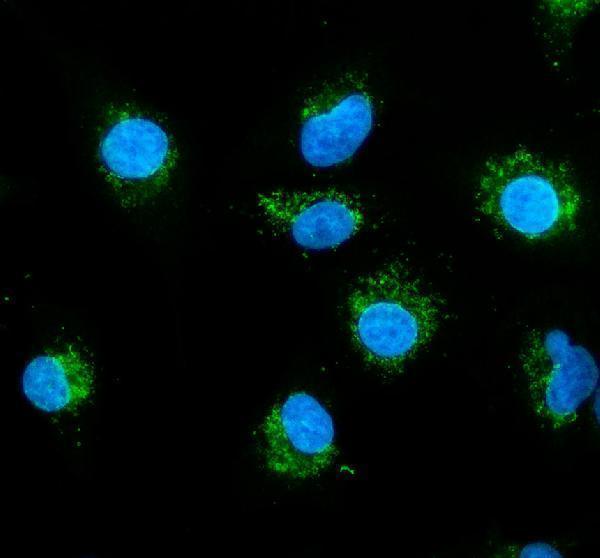 a04584 1 cox17 primary antibodies if testing 1