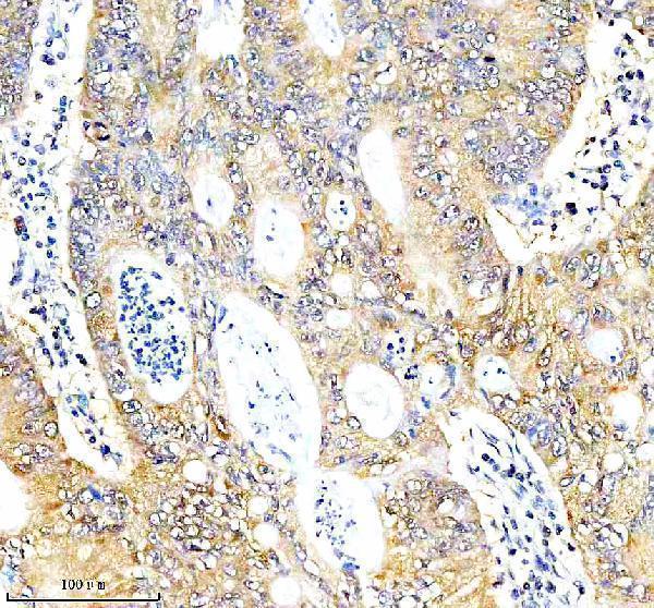  IHC analysis of COX17 using anti-COX17 antibody (A04584-1)