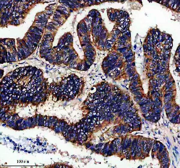 a04584 1 cox17 primary antibodies ihc testing 1_1