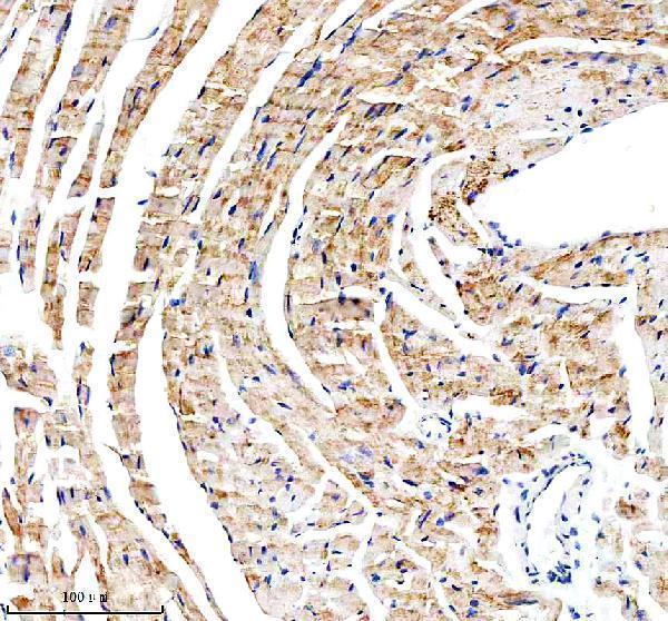  IHC analysis of COX17 using anti-COX17 antibody (A04584-1)