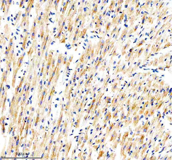 a04584 1 cox17 primary antibodies ihc testing 4