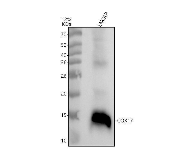 a04584 1 cox17 primary antibodies wb testing 1