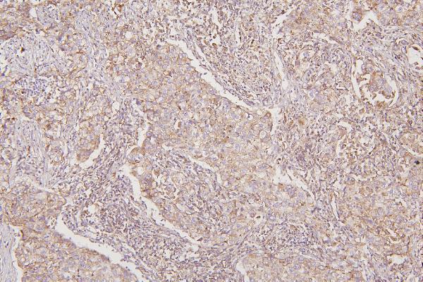  IHC analysis of TXN2 using anti-TXN2 antibody (A04586-1)