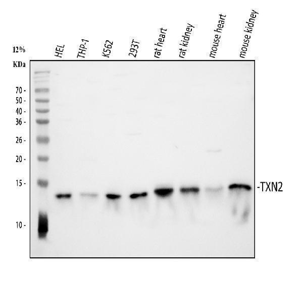 a04586 1 txn2 primary antibodies wb testing 14