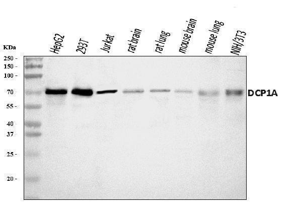  Western blot analysis of DCP1A using anti-DCP1A antibody (A04587-2)