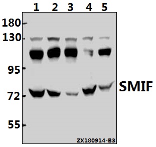 Western blot (WB) analysis of SMIF (S133) pAb at 1:500 dilution
Lane1:HEK293T whole cell lysate(40ug)
Lane2:HepG2 whole cell lysate(40ug)
Lane3:H1792 whole cell lysate(40ug)
Lane4:AML-12 whole cell lysate(40ug)
Lane5:PC12 whole cell lysate(40ug)