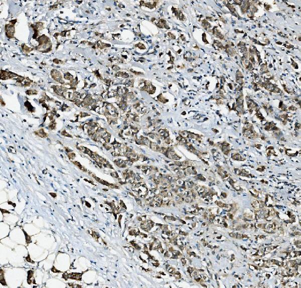 a04589 1 rab1b primary antibodies ihc testing 3
