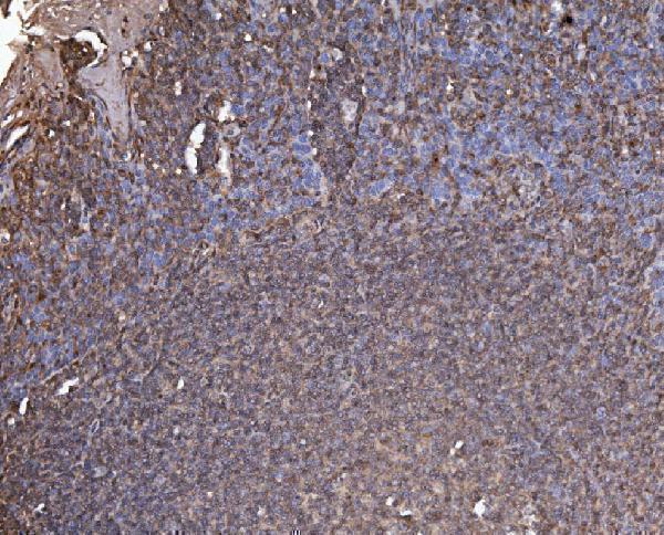 a04589 1 rab1b primary antibodies ihc testing 6