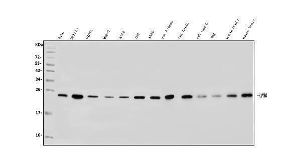a04589 1 rab1b primary antibodies wb testing 1