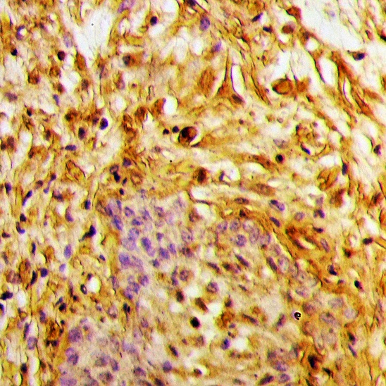 a04589 rab1b primary antiboties ihc testing 2