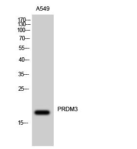 Western Blot analysis of A549 cells using PRDM3 Polyclonal Antibody cells nucleus extracted by Minute TM Cytoplasmic and Nuclear Fractionation kit 