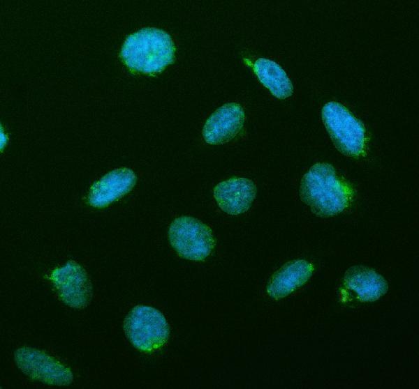  IF analysis of CREB3L2 using anti-CREB3L2 antibody (A04591-1)