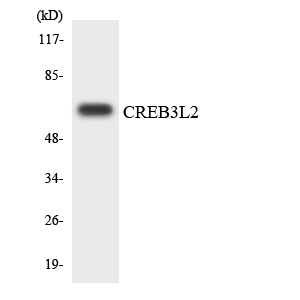 a04591 creb3l2 primary antibodies wb testing 1