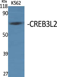 a04591 creb3l2 primary antibodies wb testing 2